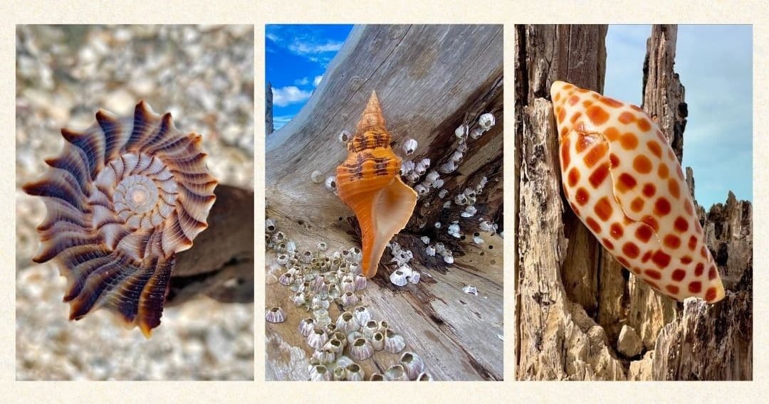 10K Islands Private Shelling Tour on Marco Island, FL