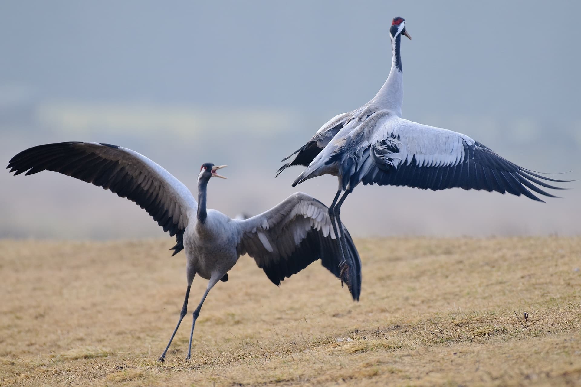 Witness the Spectacular Crane Migration at Diepholzer Moorniederung from Lembruch