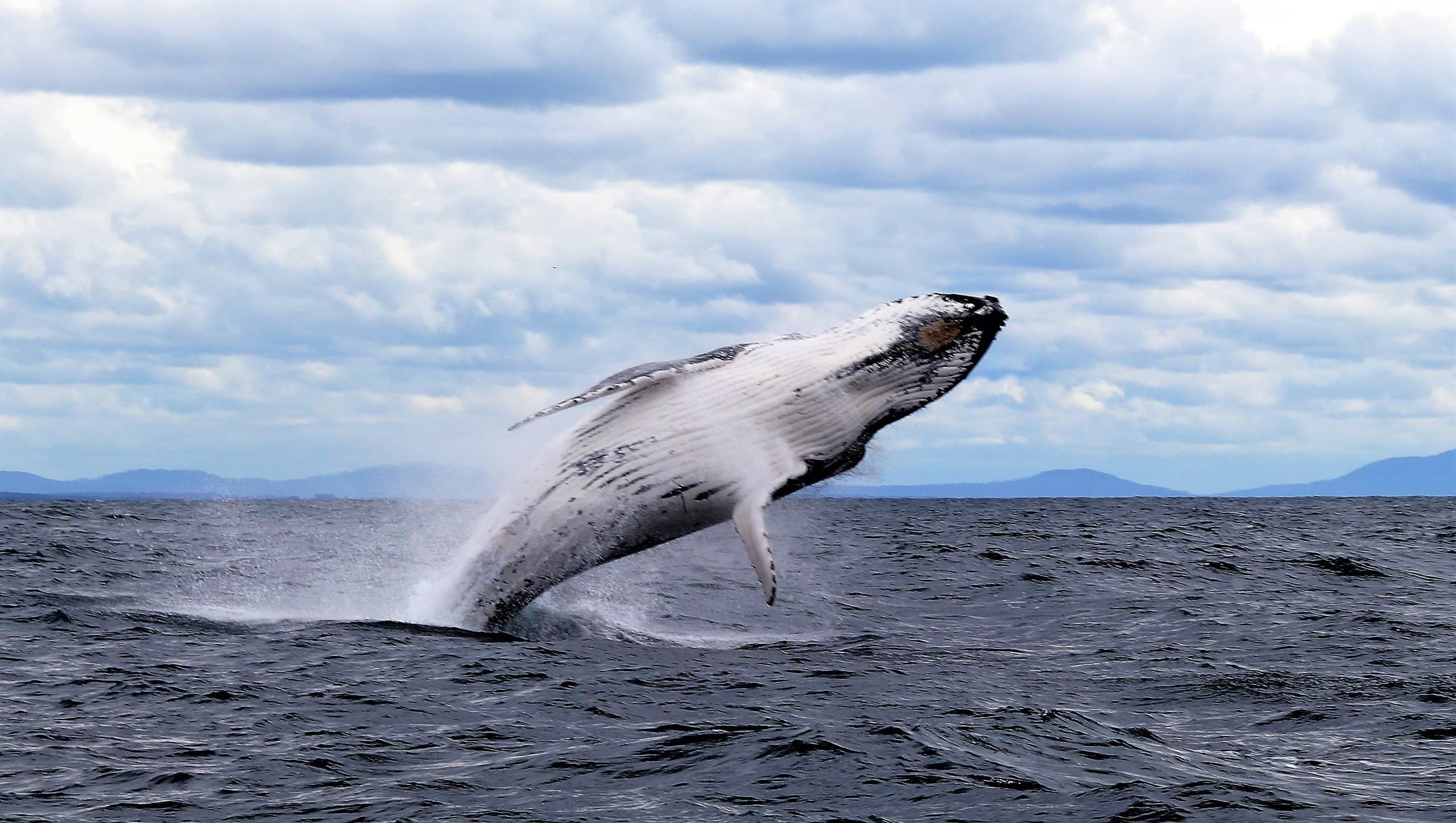 Whale Watch Encounter Adventure Tour in Forster NSW: Up-Close Wildlife Experience on the Epic Surf
