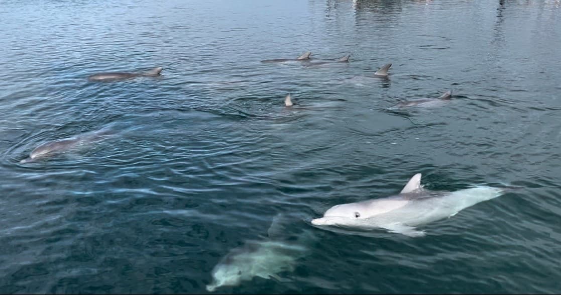 Dolphins swimming at surface during coastal wildlife boat tour