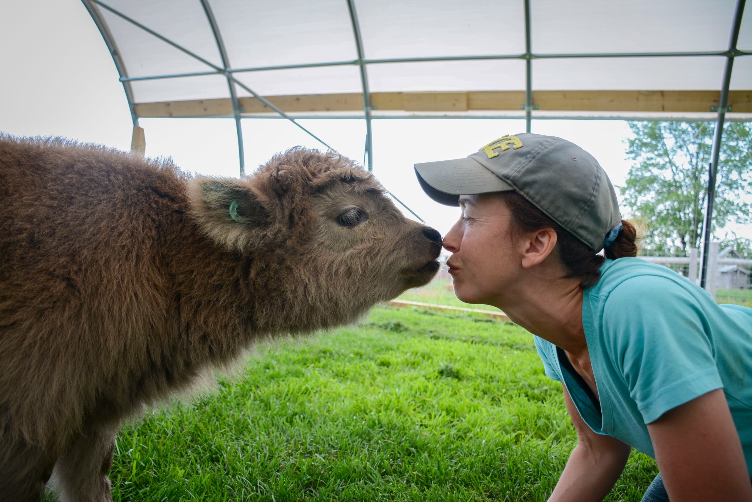 Wildlife & Animal Encounters: Mini Highland Cow Experience in the UK