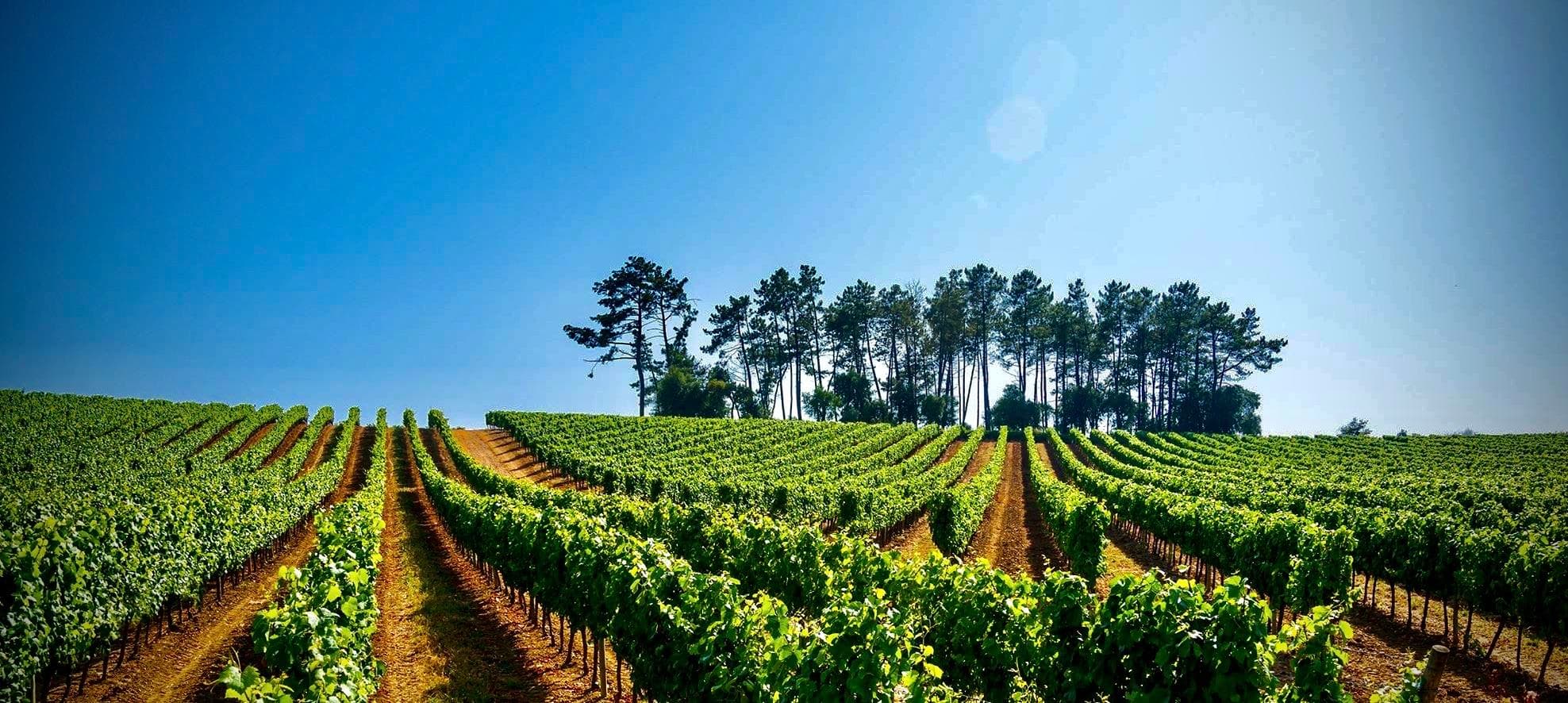 Land Adventures: Wine & Gastronomy Tour in Bairrada