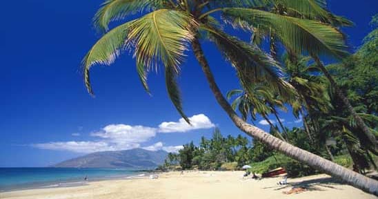 Tropical palm beach in Maui showing sunbathers on sandy shore