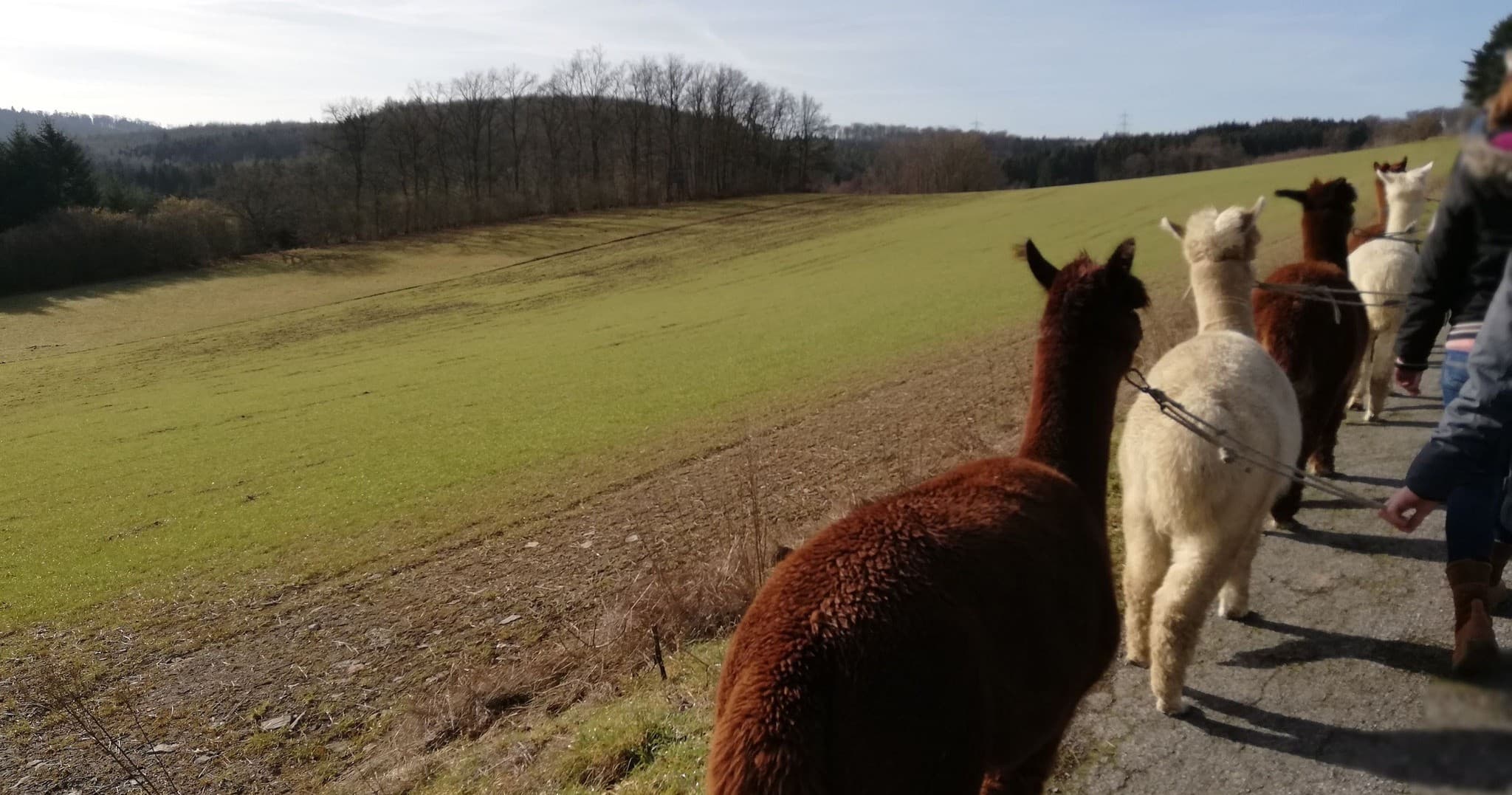 Wildlife & Nature: Kleine Alpakatour in Sauerland