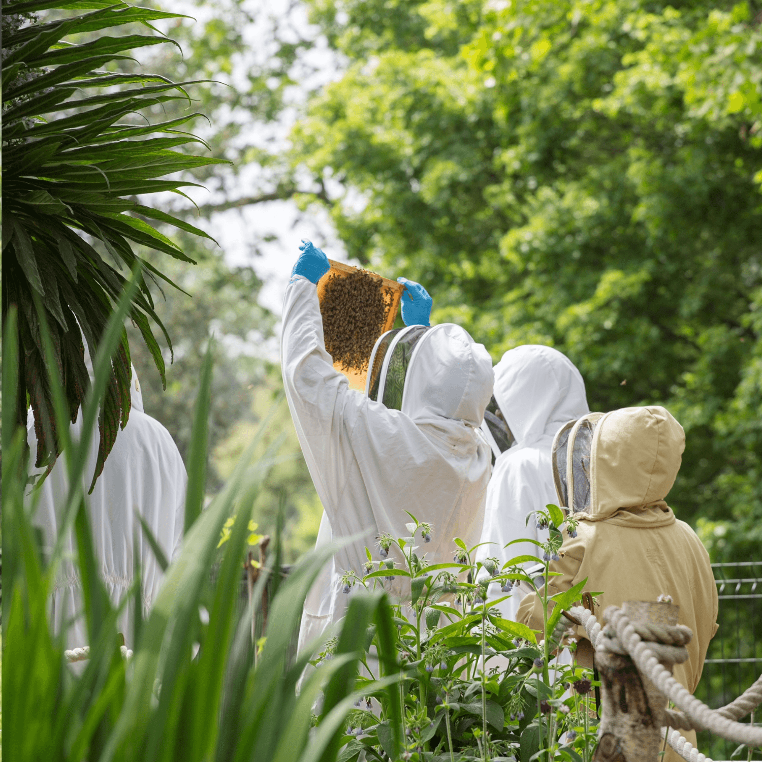 Urban Beekeeping & Beer Tasting with Hiver Beers London