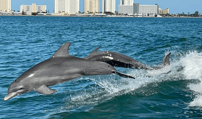Fins Up Clearwater team
