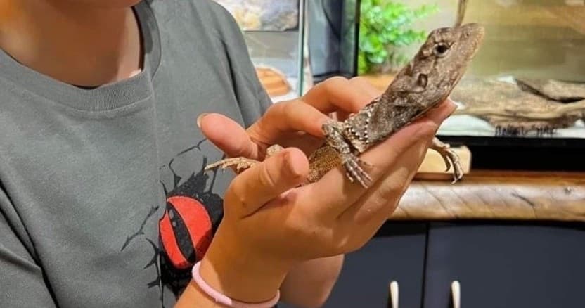 Wildlife Nature Reptile Keeper Experience at Discover Deadly