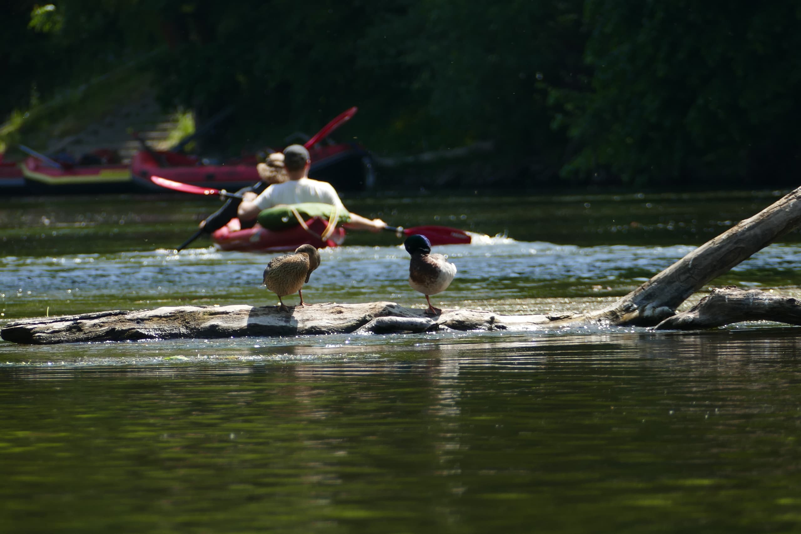 Solo kayaker paddling past river log with birds, wooded river