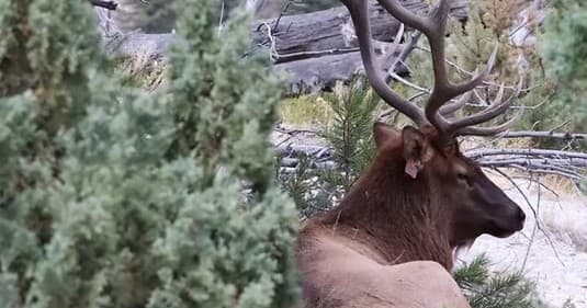 Private Yellowstone 2-Day Tour from Jackson Hole: Old Faithful, Grand Prismatic & Canyon