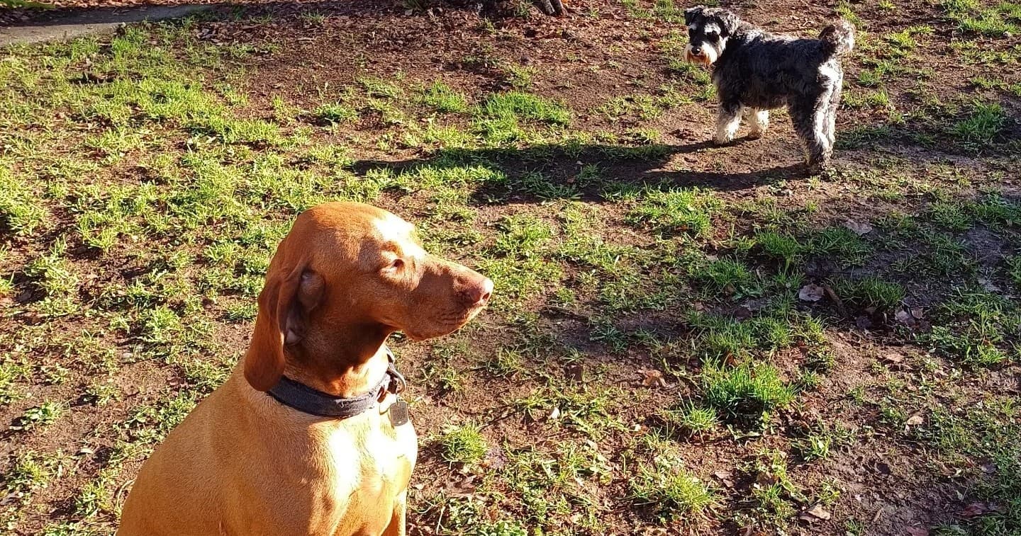 Brown dog sitting in sunlit grassy yard with companion