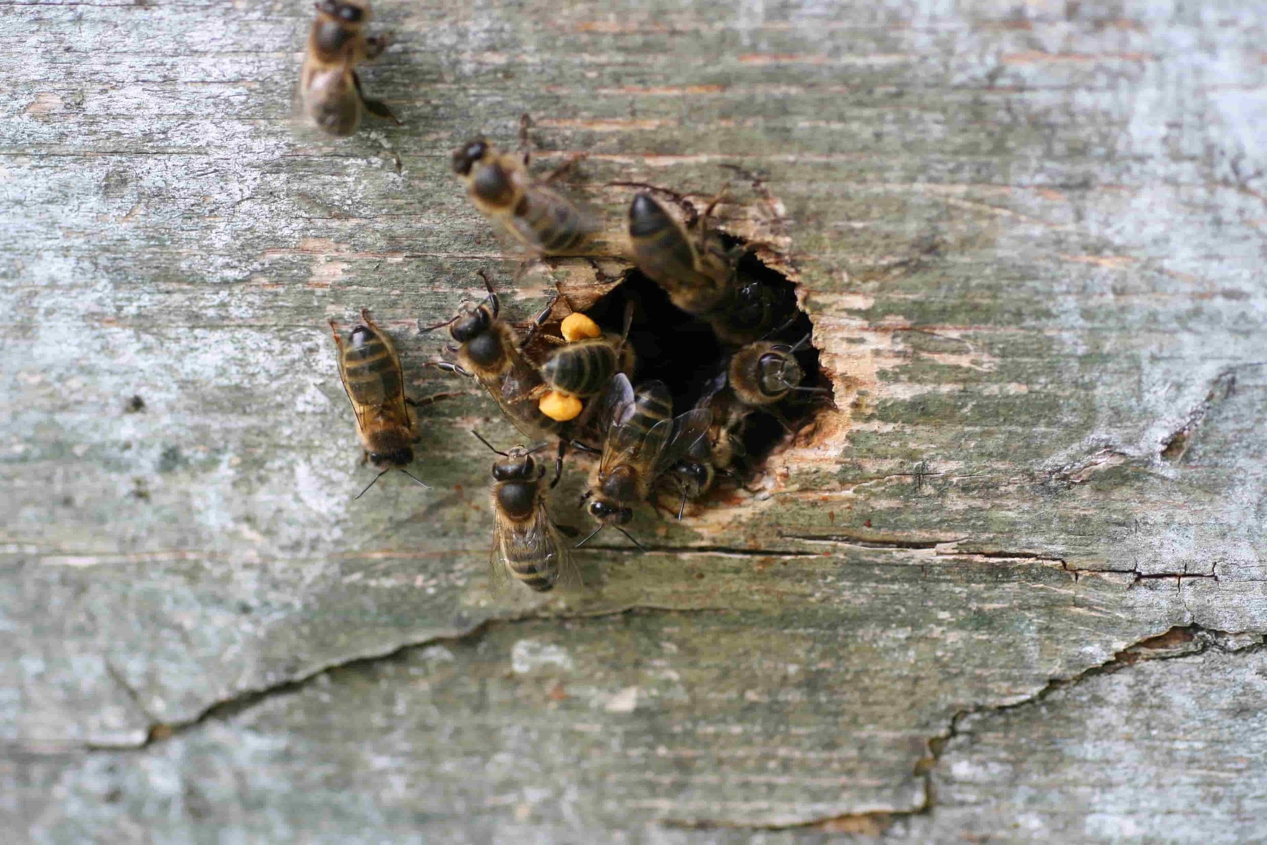 Natural Beekeeping Course at Dunmore Country School