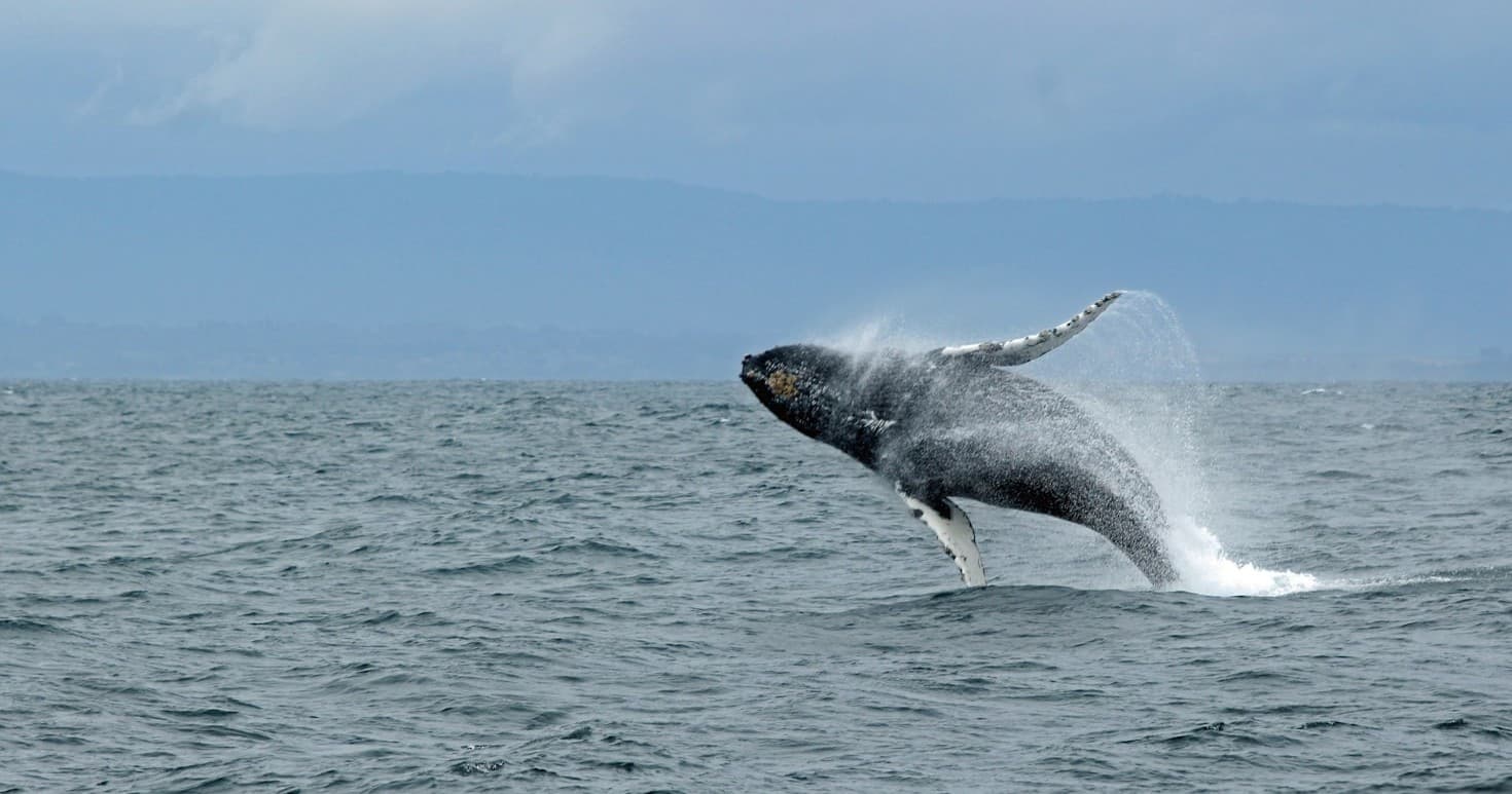 Whale Watching Adventure in Morro Bay, California
