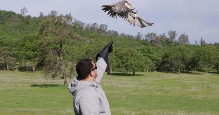 The Falconry Experience in Marysville, California