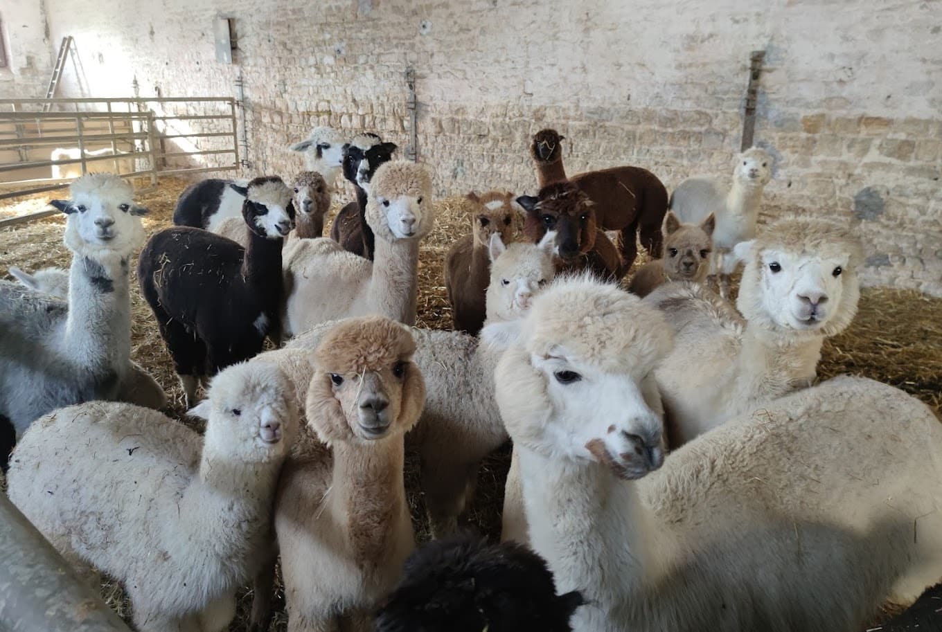 Wildlife & Farm Tour at Normandy Alpaca Farm