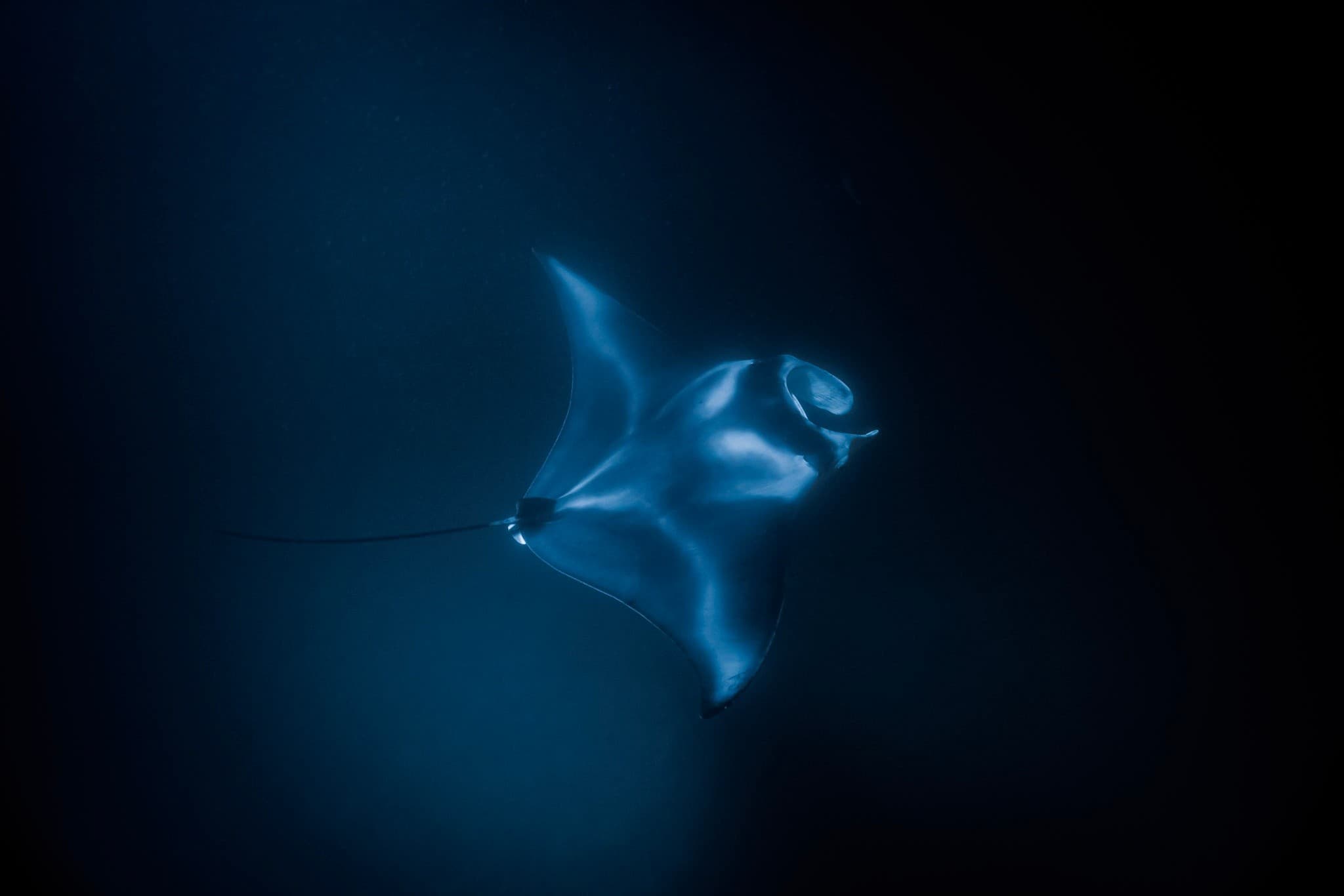 Manta Ray Night Snorkel on the Kohala Coast — Big Island Under the Stars