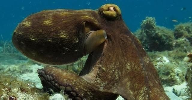 Scuba Diver Certification in St Thomas, U.S. Virgin Islands