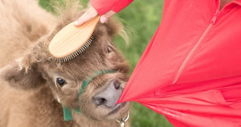 Meet and Bond with Mini Highland Cows in Bright, Ontario