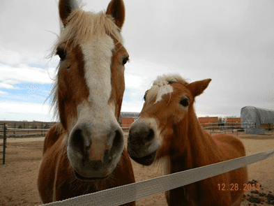 Intro to Horseback Riding at Promenade Stable, Brighton CO