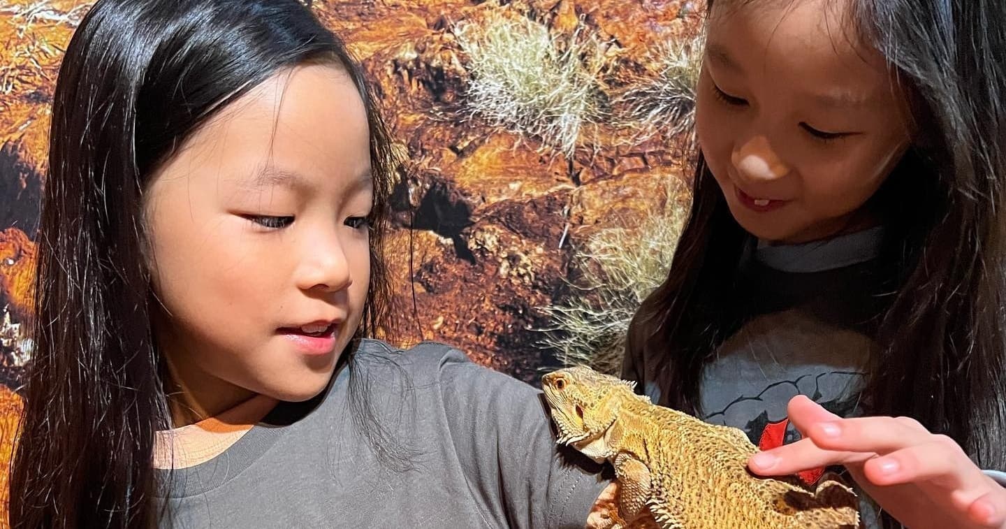 Two girls examining bearded dragon at indoor wildlife display