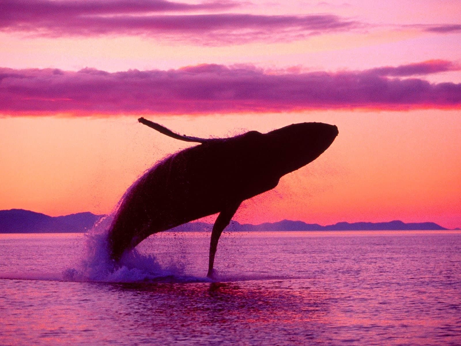 Whale breaching dramatically at sunset over open ocean waters