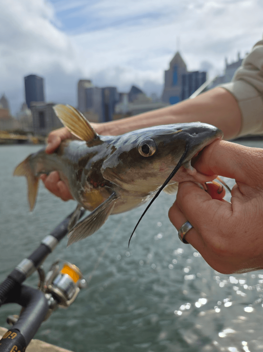 Lunchtime Fishing with Venture Outdoors on Pittsburgh’s Allegheny