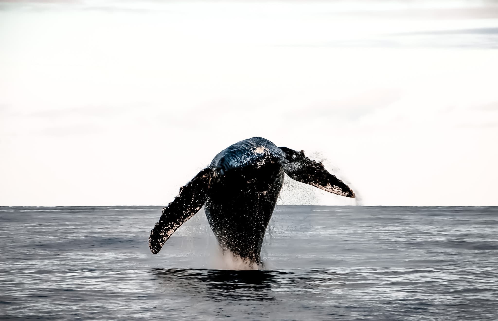 Waikiki Whale Watching: Humpback Cruises from Kewalo Basin Dec to Mar