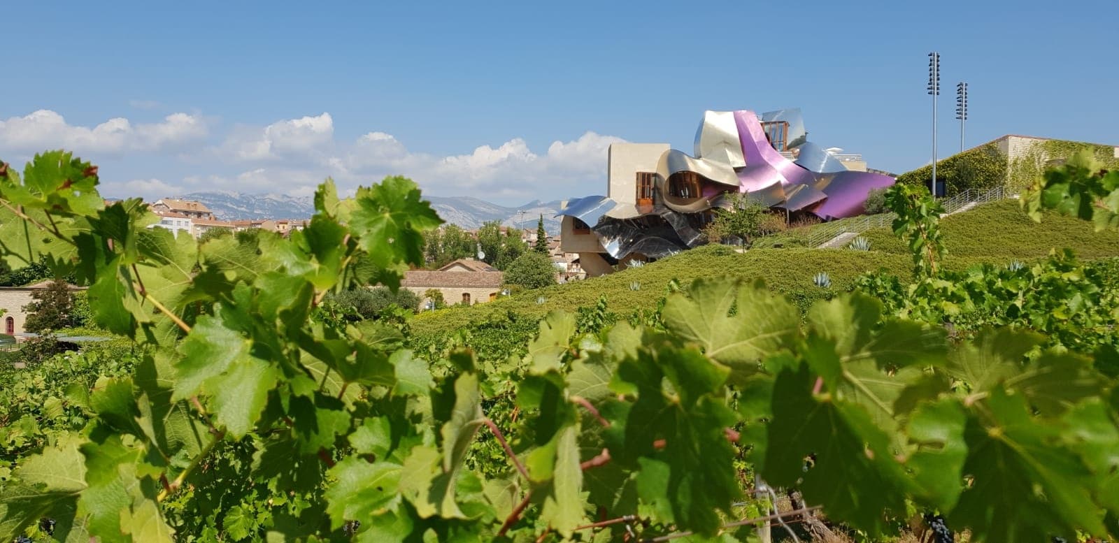 Private Rioja Wine Tours from San Sebastián with Local Experts