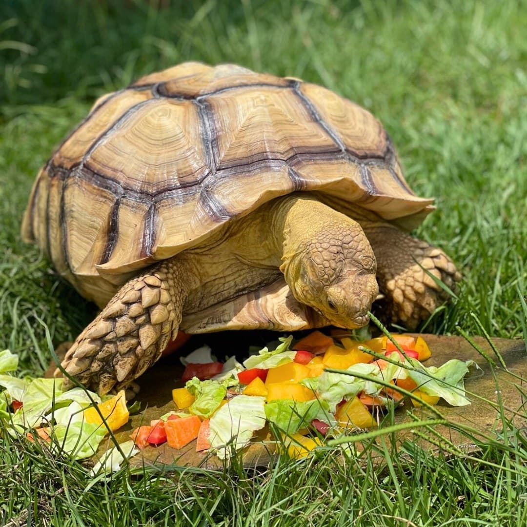 Wildlife & Nature at Global Wildlife Center with Sulcata Tortoise