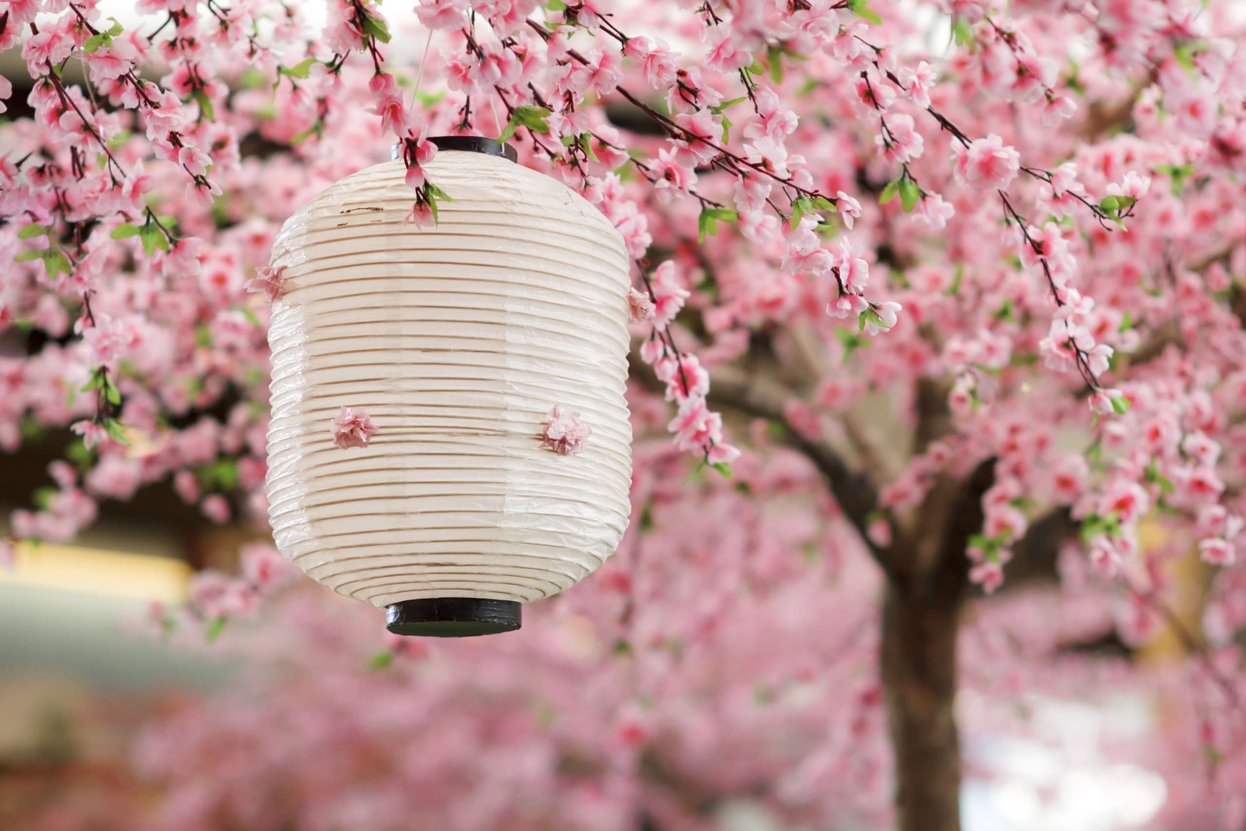 Master Japanese Home Style Cooking in Baltimore’s Culinary Heart