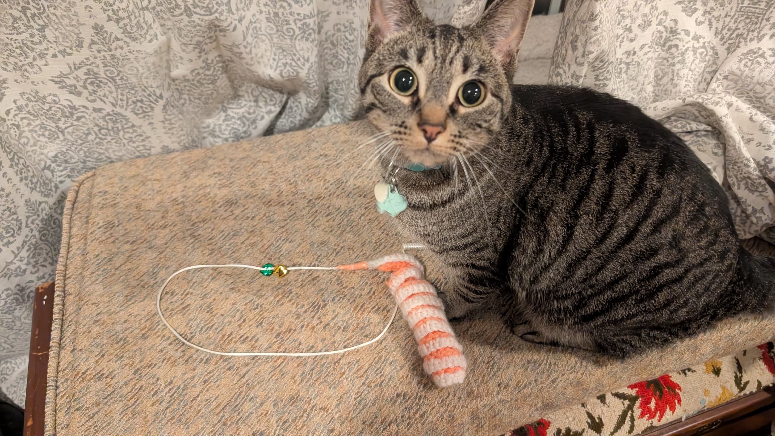 Crochet with Cats! Craft a Kitty Toy at Kzoo Cat Cafe in Kalamazoo photo 1