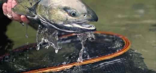 Water Activities & Pemberton Fish Finder: Salmon Fishing Adventure