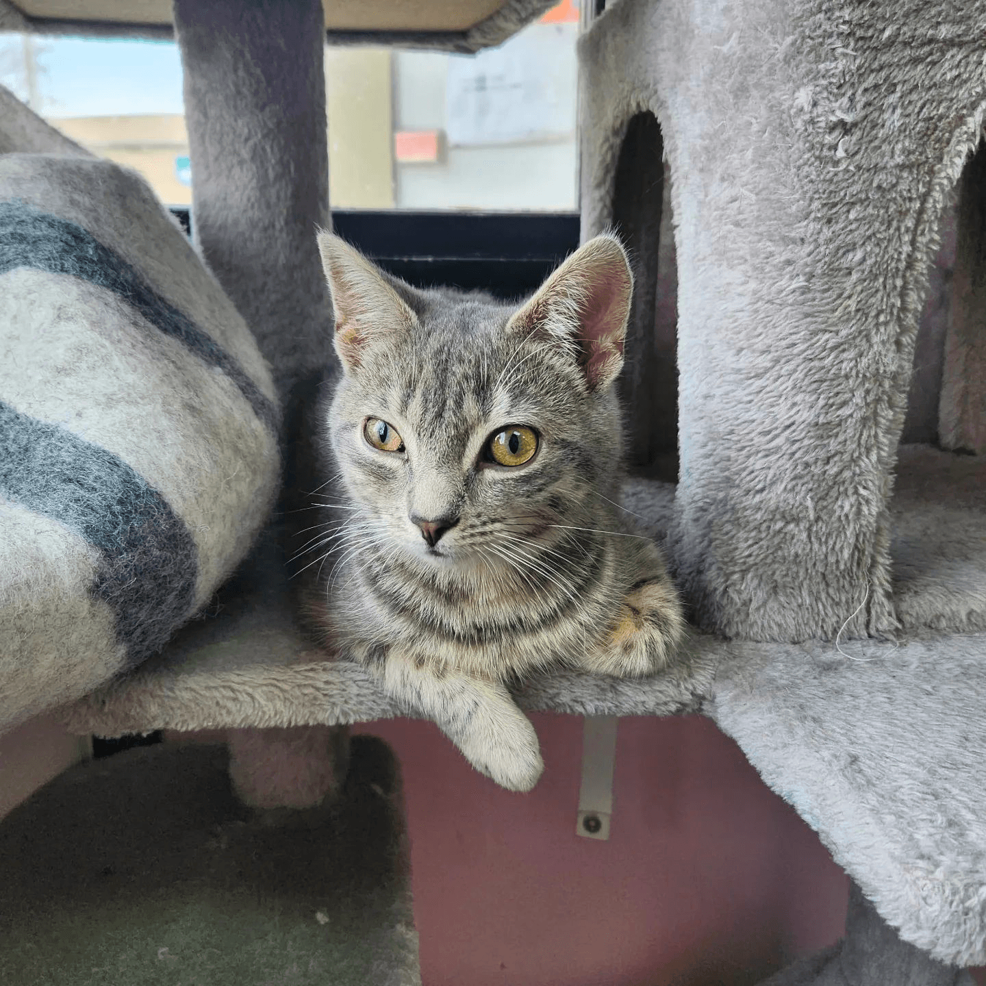 Gray tabby cat lounging on a perch inside a cozy cat cafe