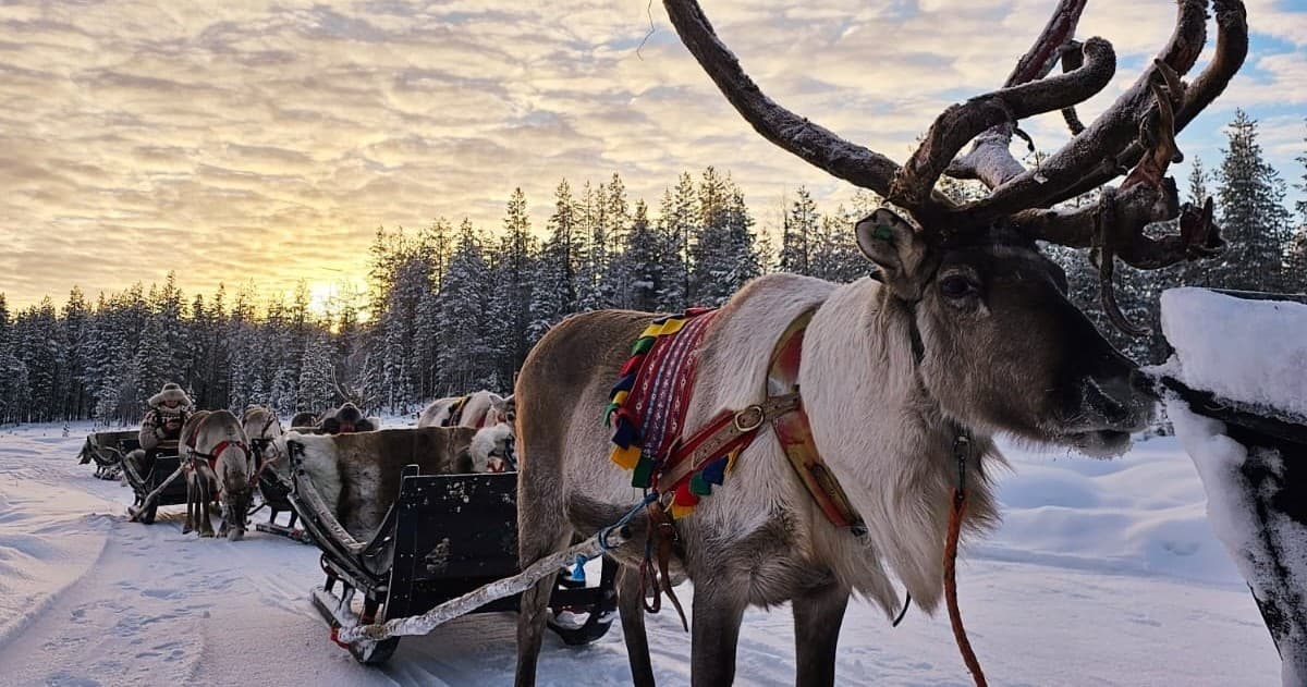 Reindeer leading colorful sleigh through snowy sunset Lapland forest