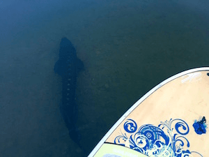 The Sturgeon Search Tour: Paddle BC’s Columbia River