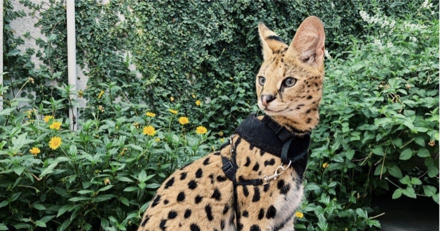Serval Meet and Greet at Downtown Aquarium Houston