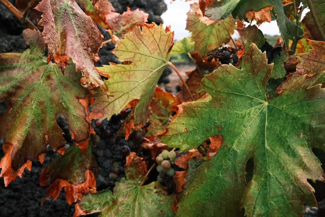 Pico’s Volcanic Wine Walk: Private Tasting & Culinary Journey