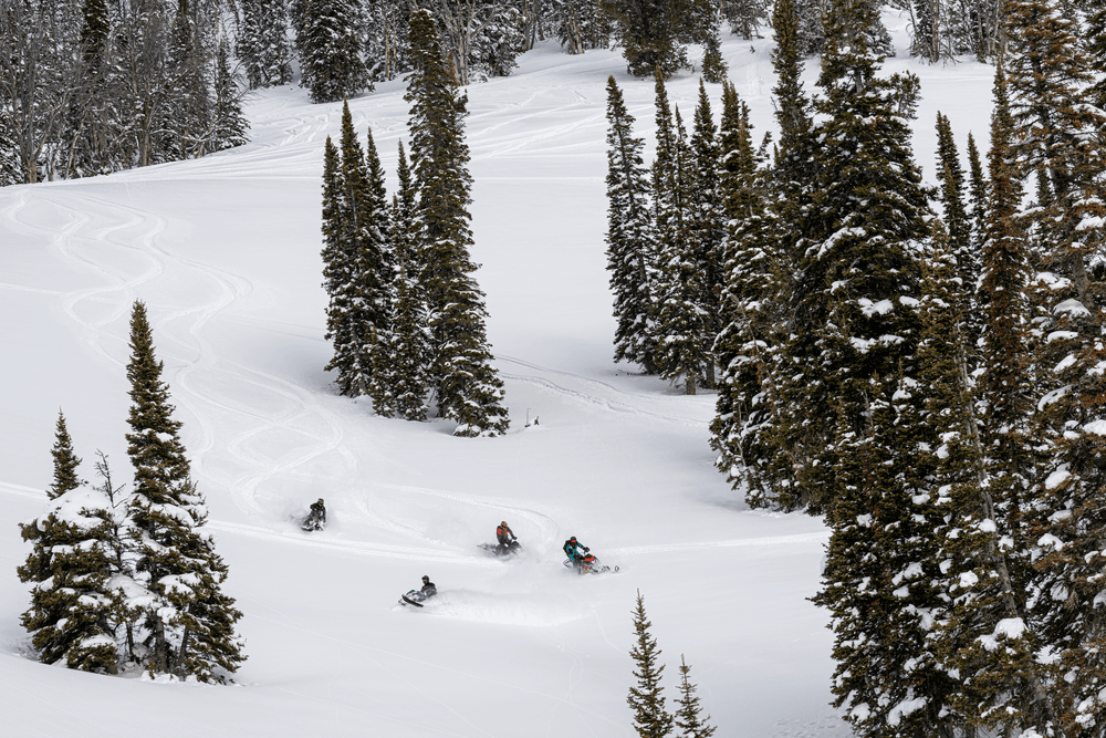 Snowmobilers carving fresh powder through alpine pine forest