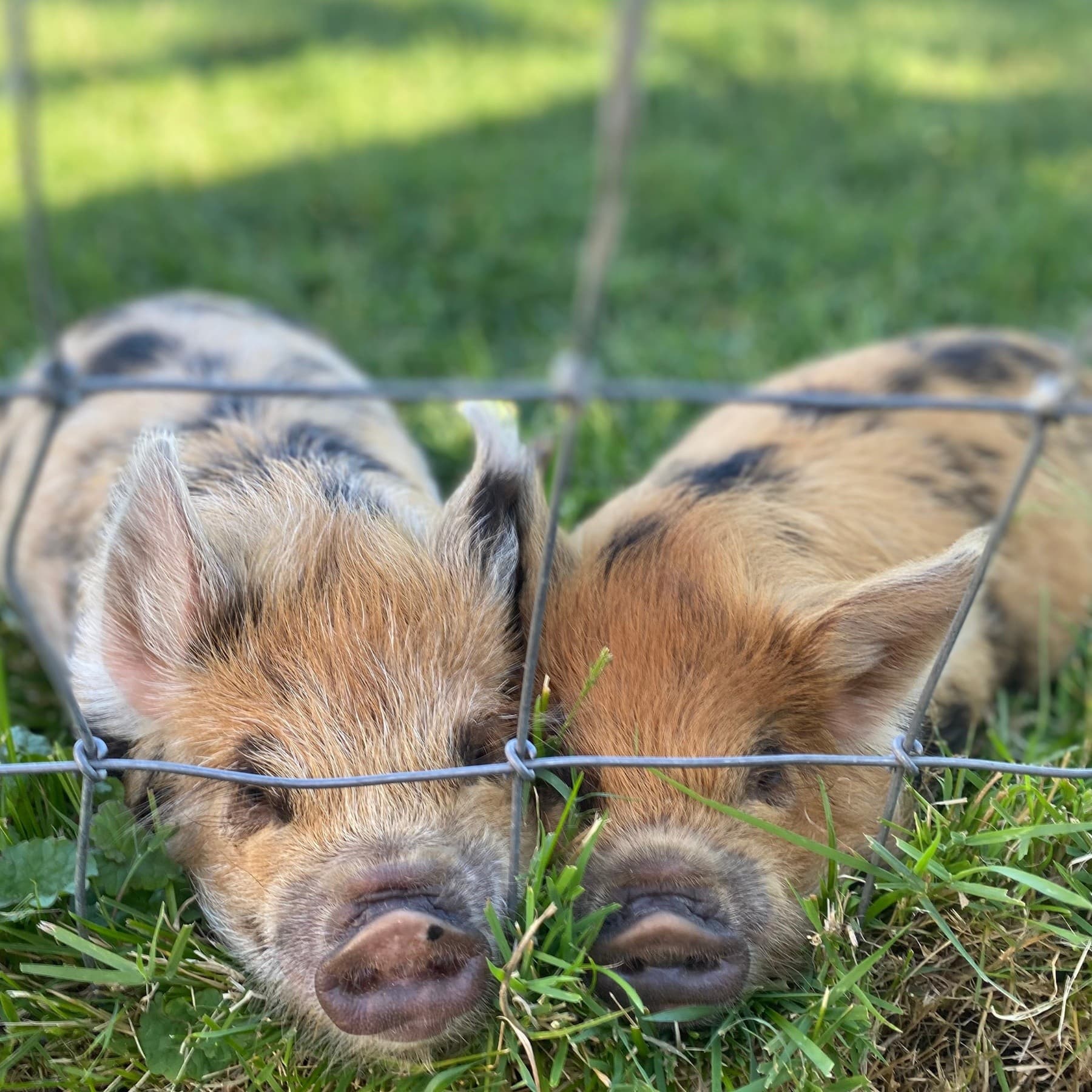 Mother's Day Goat Snuggles — Farm Visit in Martintown, Ontario photo 2