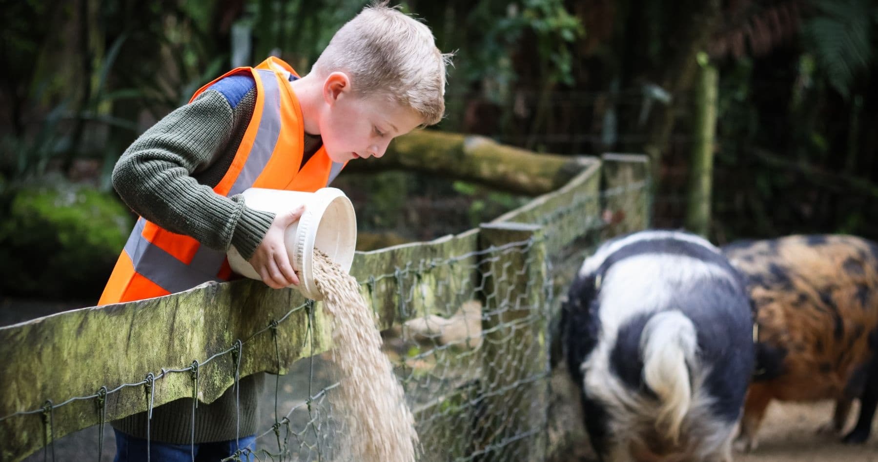 Boy feeding pigs at outdoor wildlife farm, hands-on animal feeding