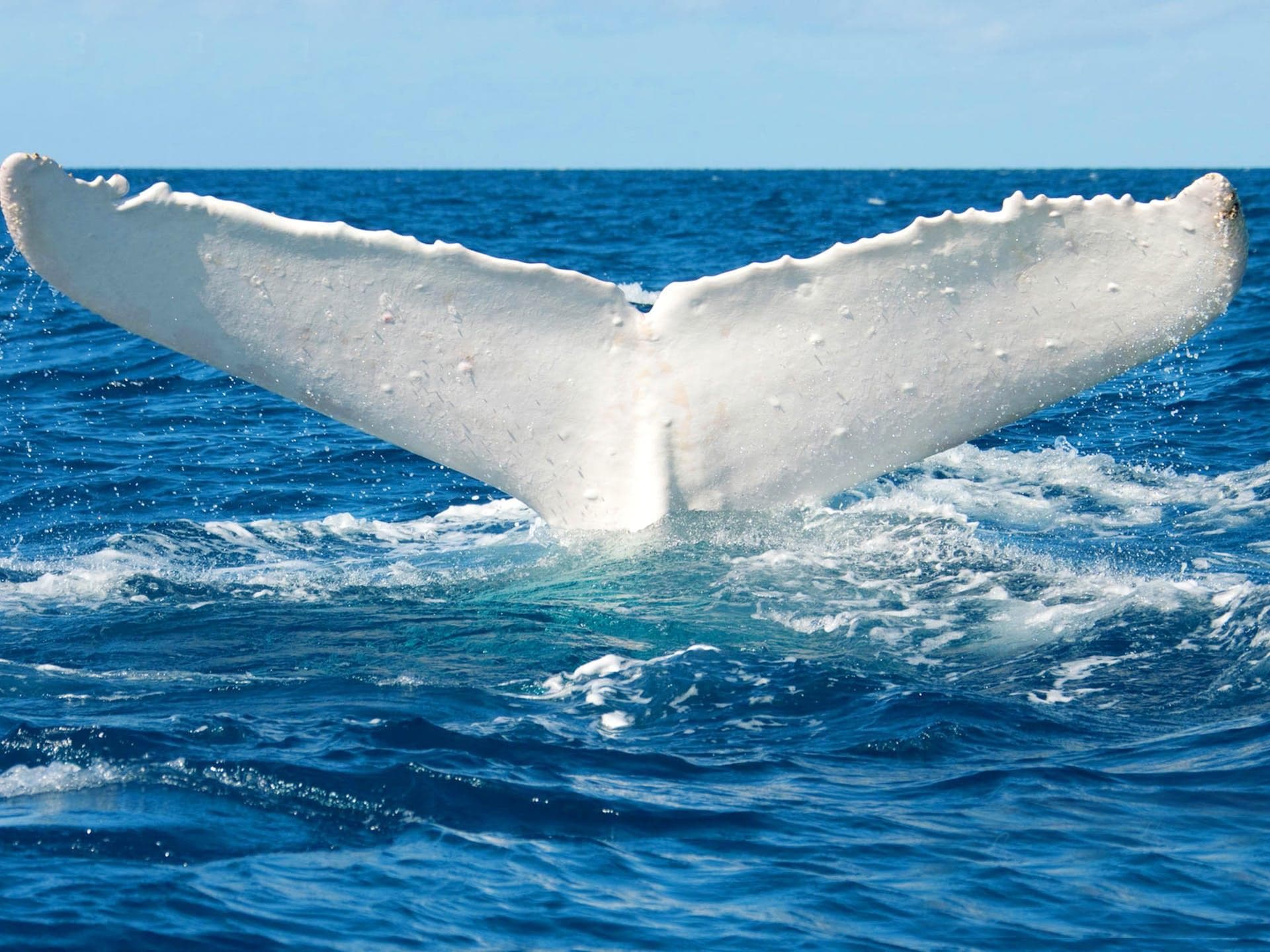 White whale fluke rising above calm blue sea, clean horizon