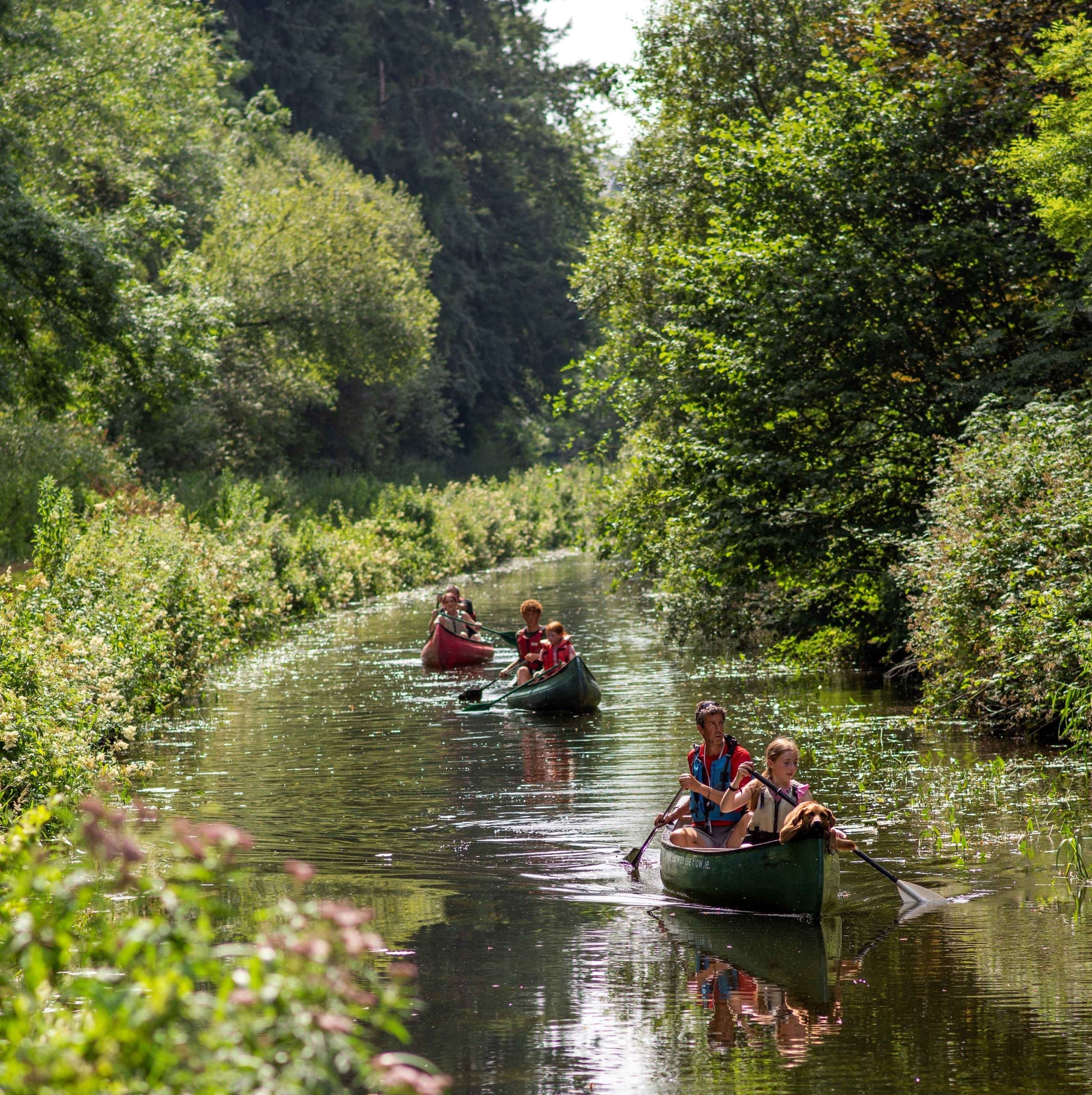 Canoe trios paddling a narrow reed-lined canal through dense woods