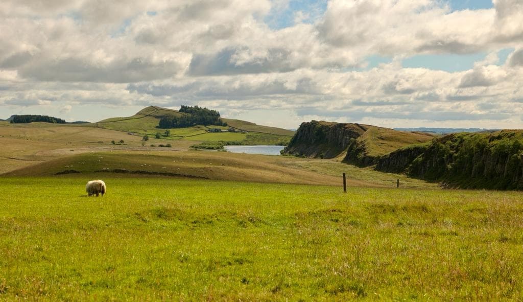 Sheep grazing on Northumberland rolling hills, rural countryside walk