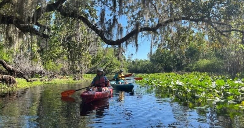 Paddle the Wekiva: 4-Hour Kayak Wildlife Tour from Sanford, FL