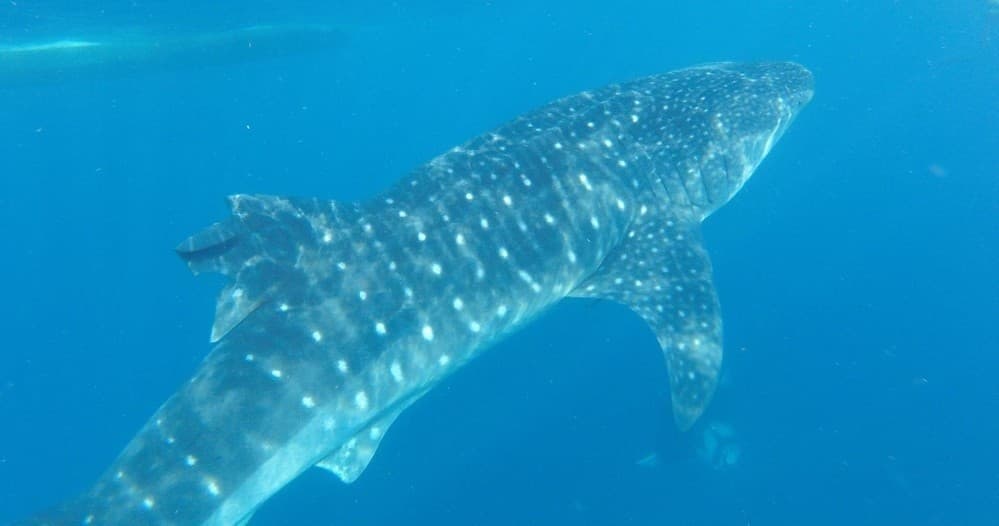 Water Activities: VIP Whale Shark Tour from Isla Mujeres