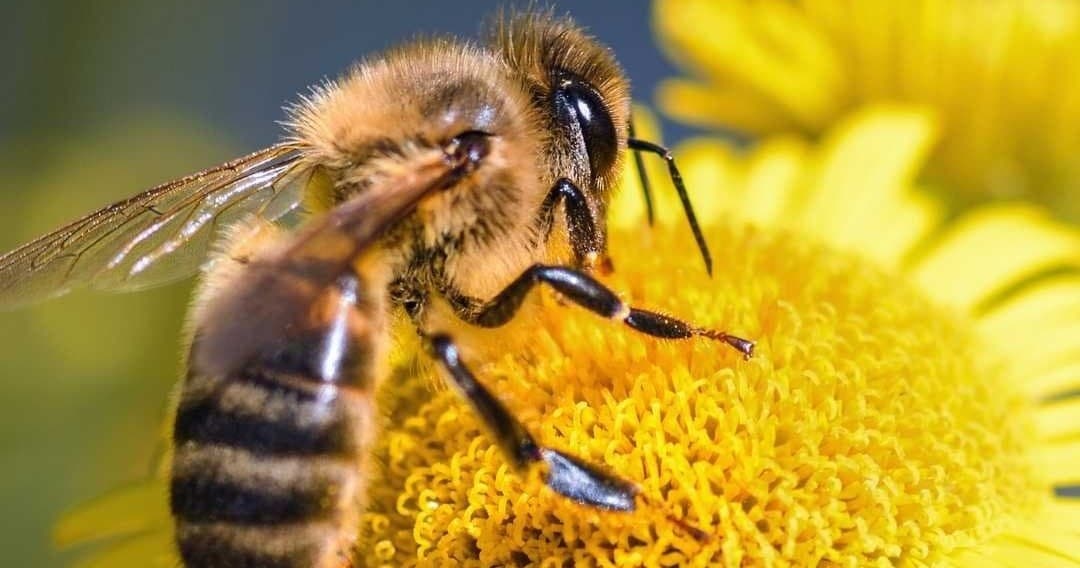 E-Bike Bee Tour with Tastings at Lakeside Eco-Sports in Kelowna