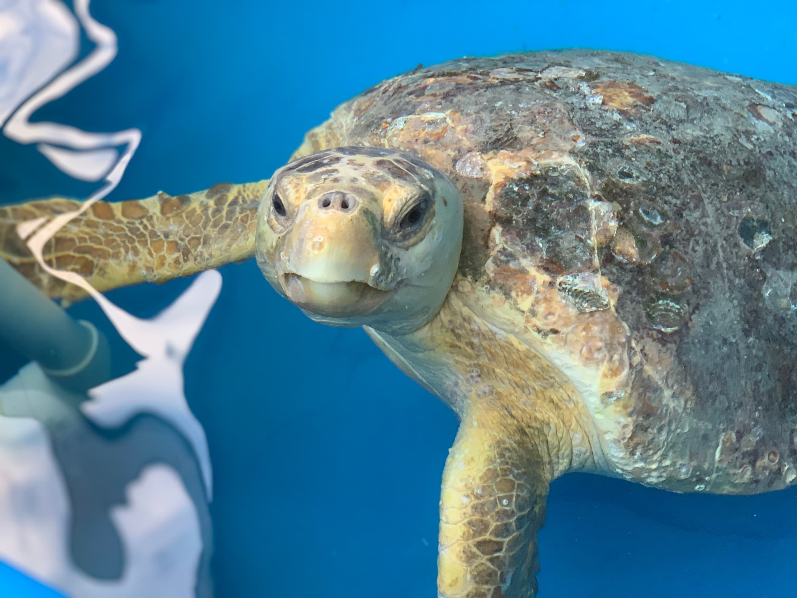 Loggerhead Marinelife Center fleet