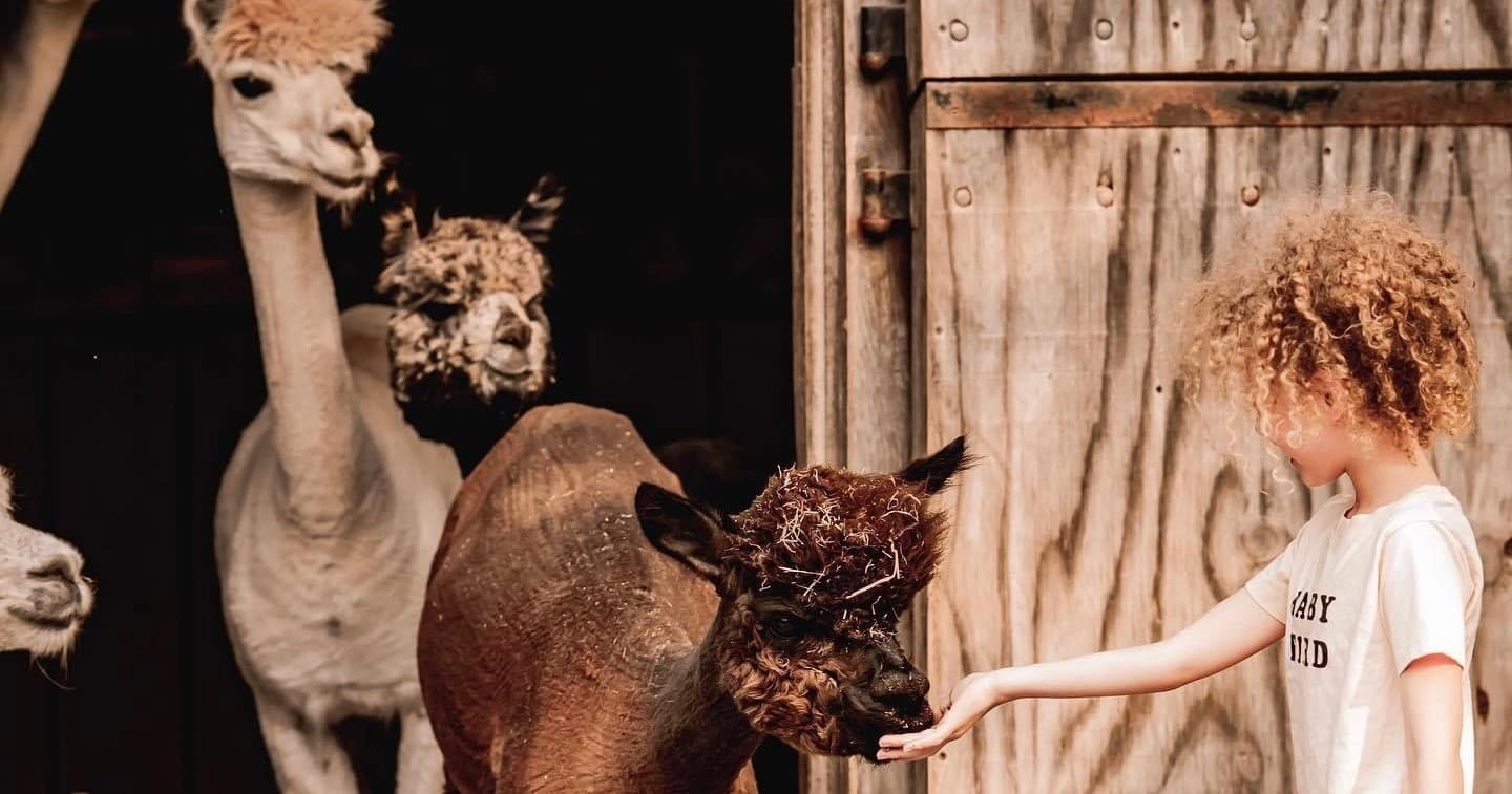 Child feeding alpacas at barn doorway during ranch visit