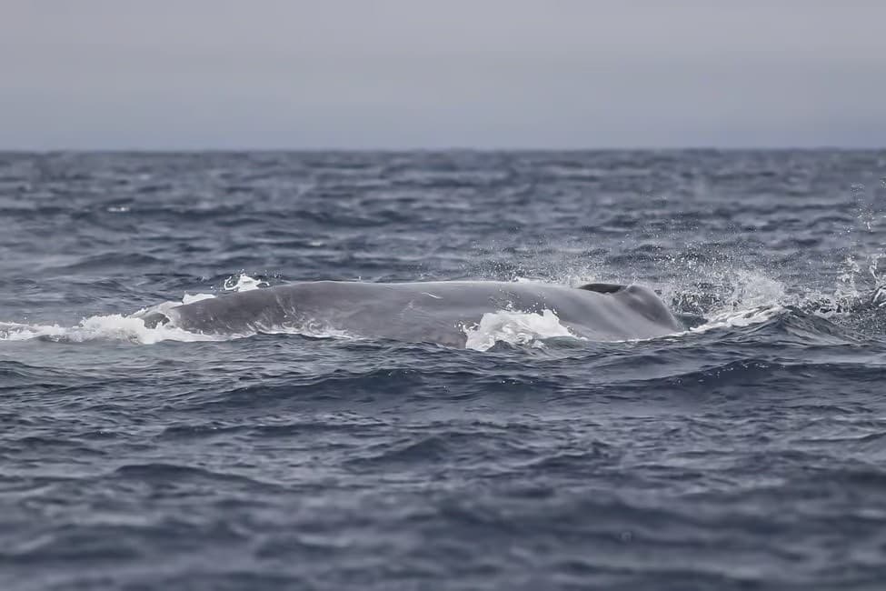 Whale & Dolphin Watching on Terceira: Volcanic Coastline, History & Conservation photo 1