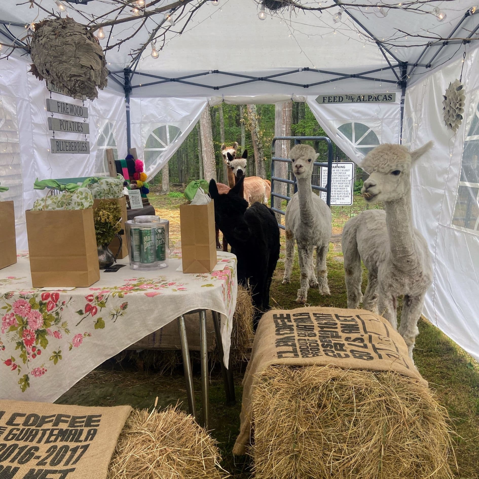 Alpaca Picnic: Lulu's Barn Culinary Retreat in Maine