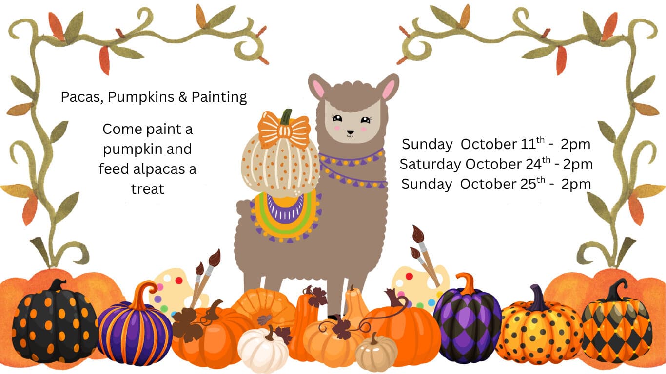 Pacas and Pumpkins Alpaca Feeding and Pumpkin Decorating at Walnut Creek Alpaca Ranch